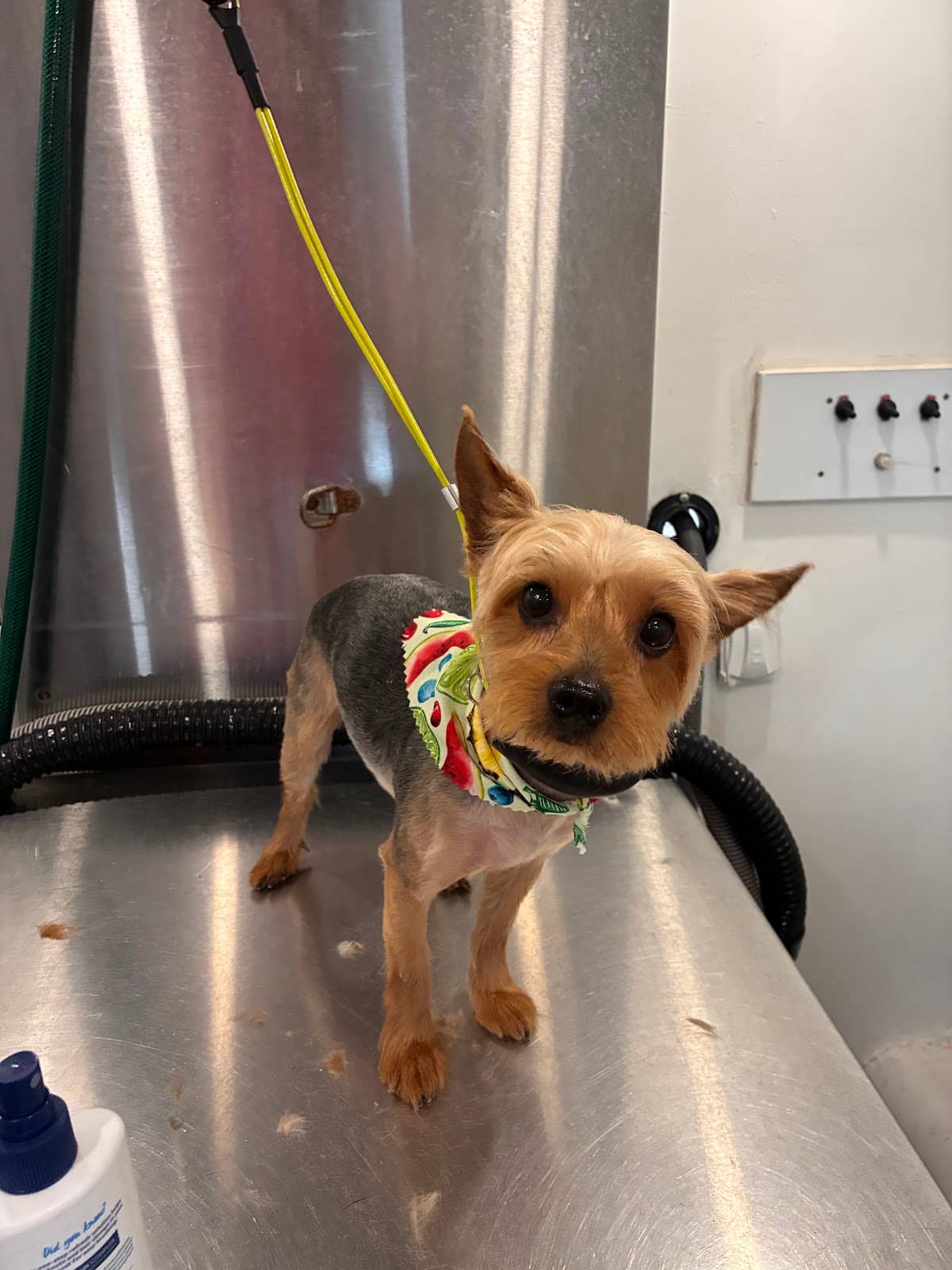 Groomed dog at Mobile Dog Salon — Best Grooming Routine for Cavaliers