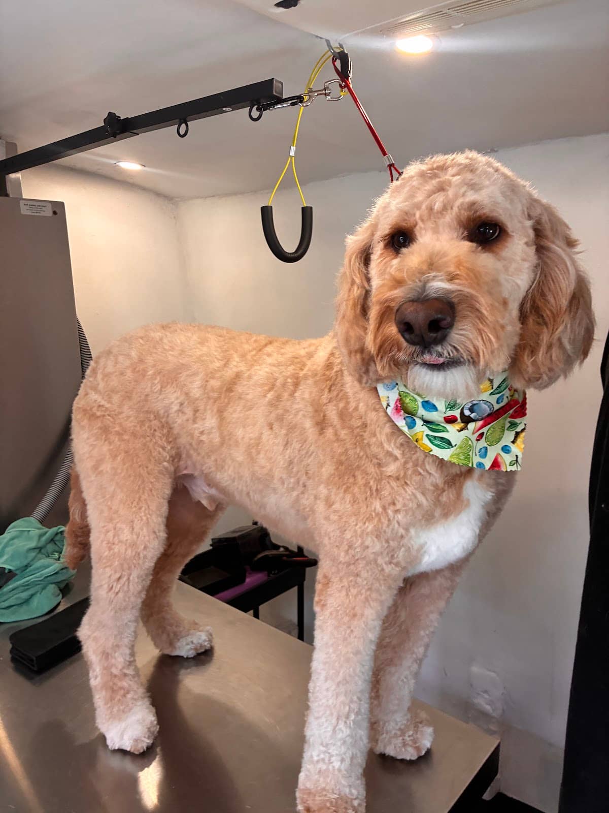 Groomed dog at Mobile Dog Salon — How to Groom a German Shepherd at Home