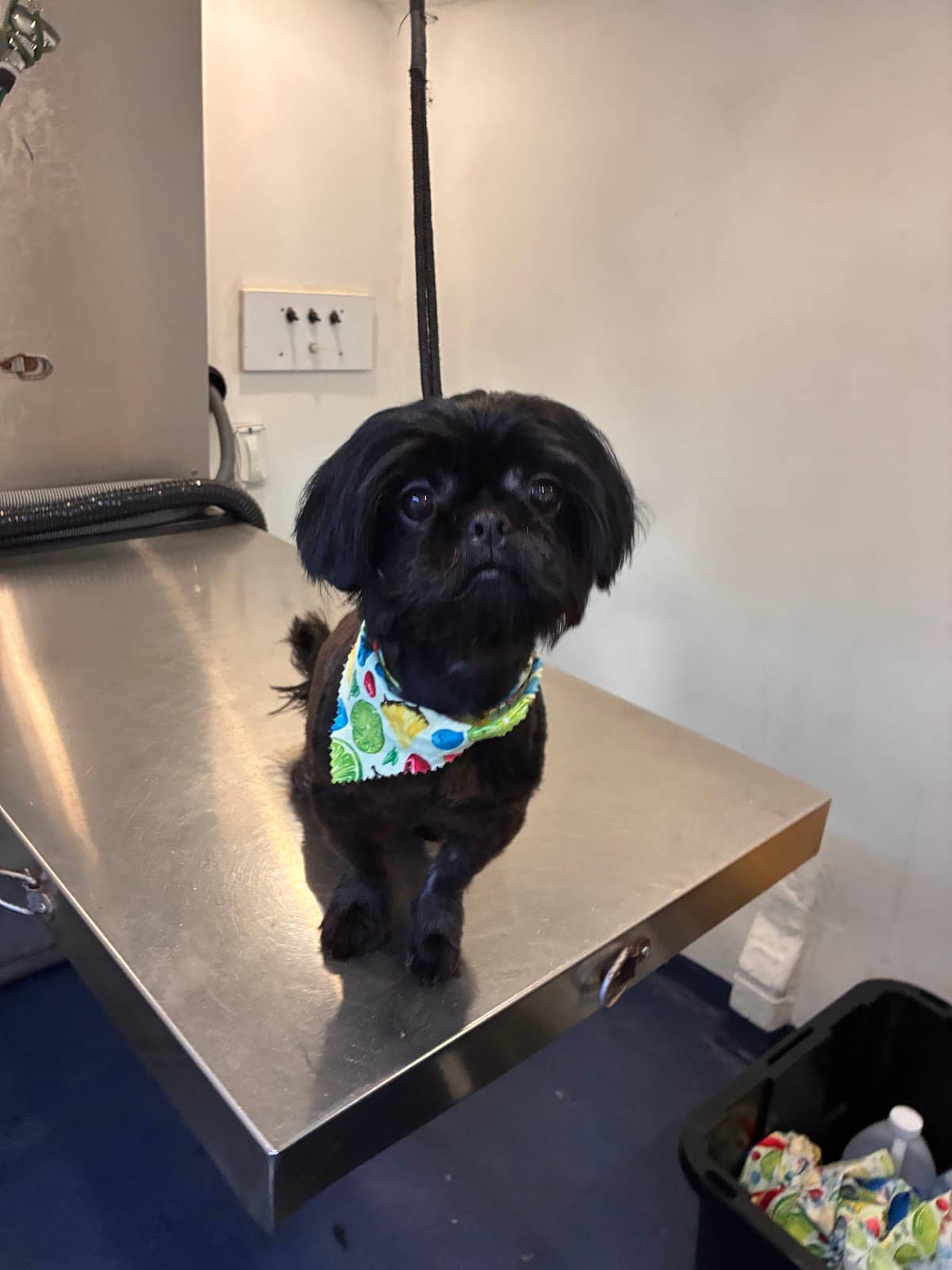 Groomed dog at Mobile Dog Salon — Best Brush for a Long-Haired Chihuahua