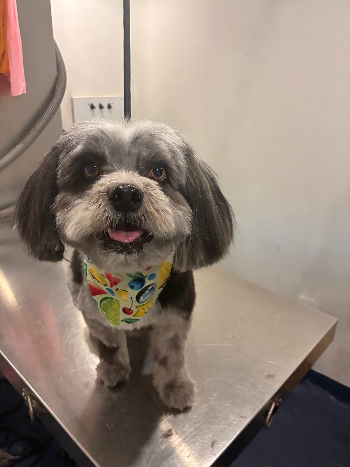 Mobile Spa & Grooming