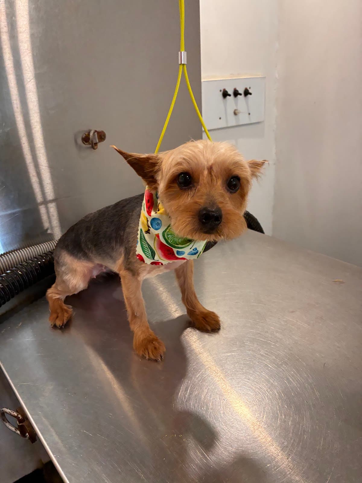Happy groomed dog