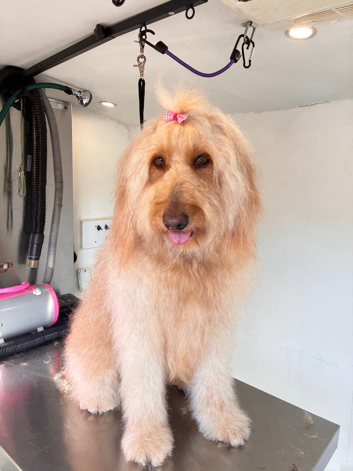 Happy groomed dog