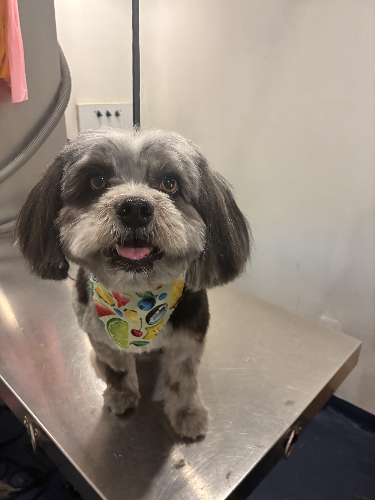 Mobile Spa & Grooming