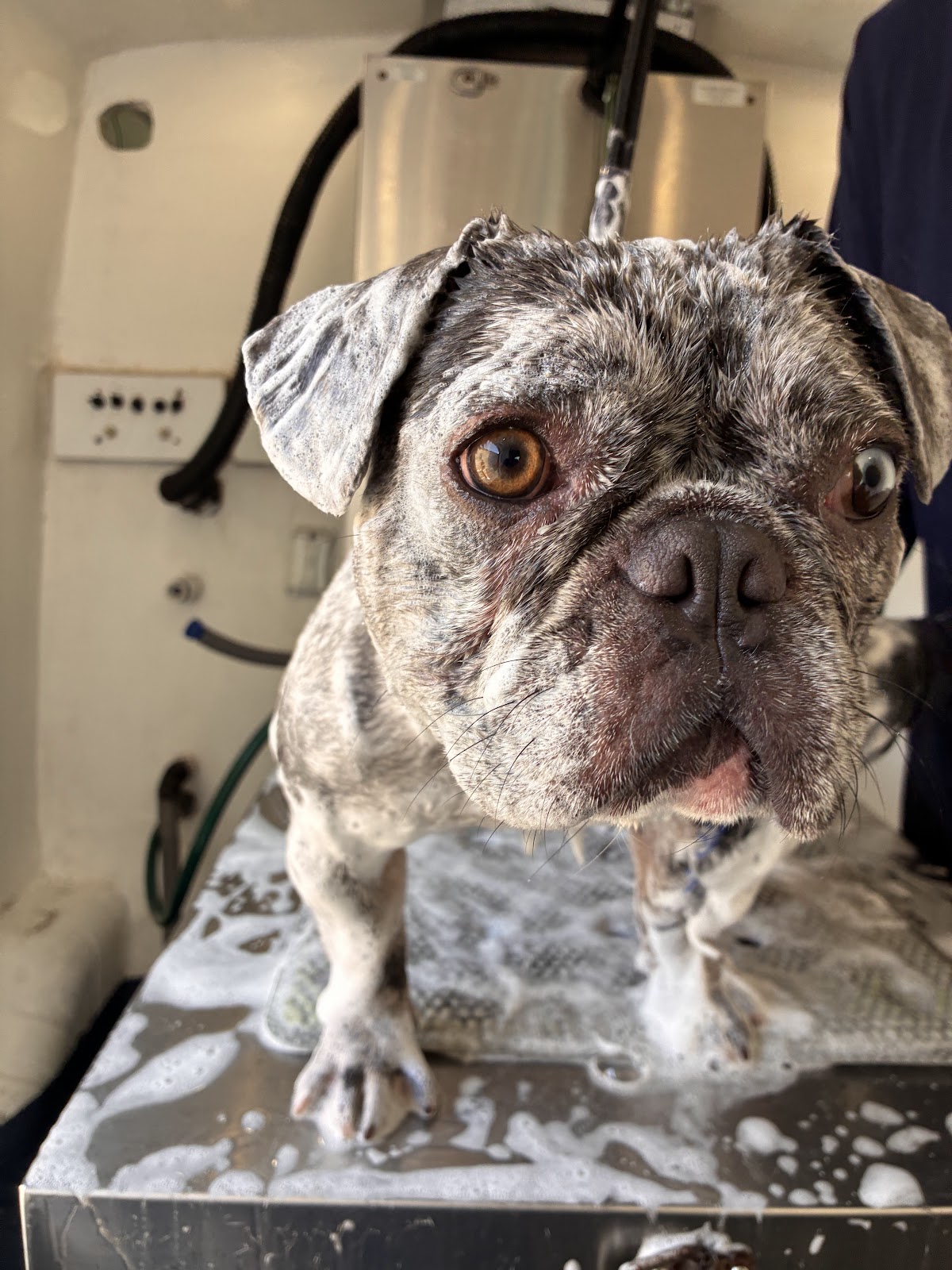 Deshedding